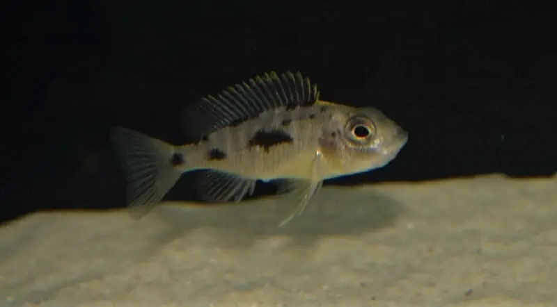 Breeding African Cichlids : Cichlid Crazy