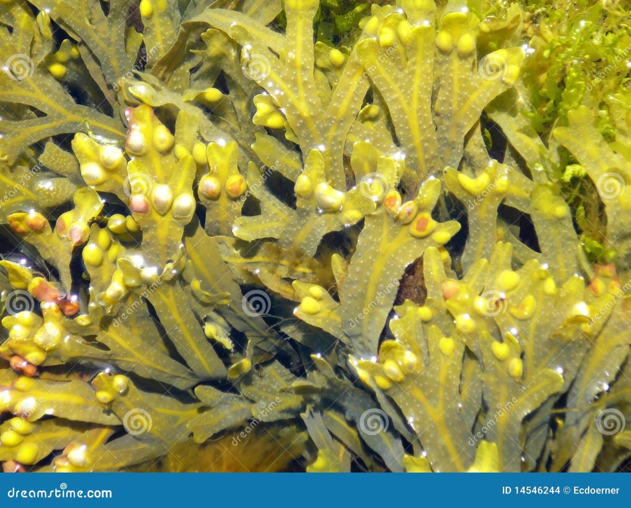 How Do You Remove Brown Algae From Aquarium Decorations at Angel ...