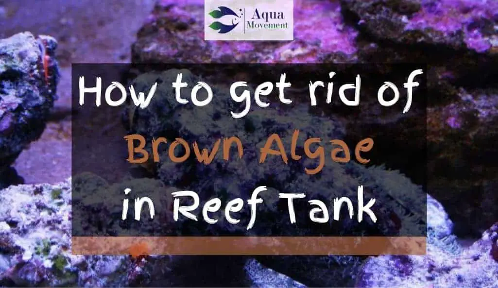 Brown Algae in Fish Tank (Is It Good or Bad?)