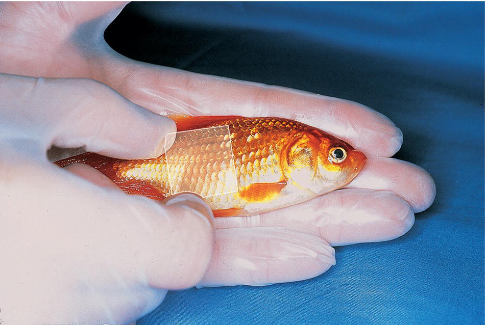Parasites In Fish IMGP1216.JPG