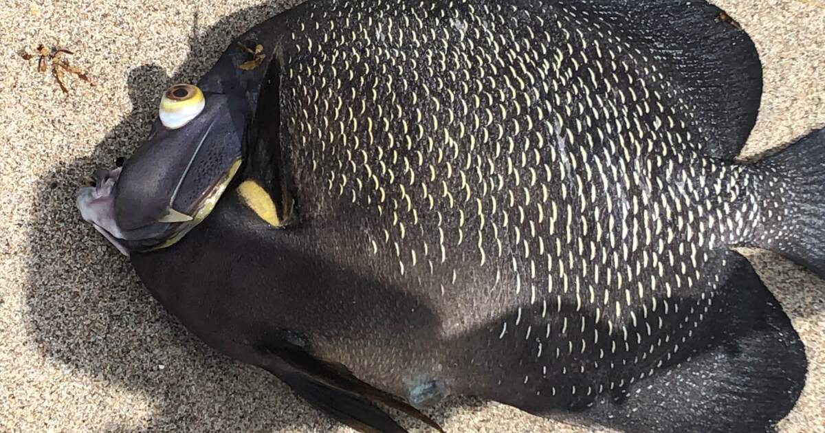 Dead fish washing ashore caused by cold water upwelling, officials say Dead fish washing ashore caused by cold water upwelling, officials say