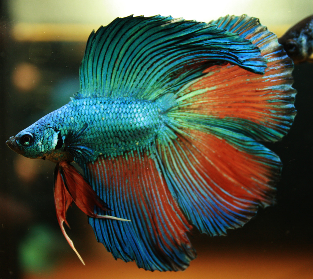 How to breed BETTA FISH | Step by step breeding process | easiest way ... How to breed BETTA FISH | Step by step breeding process | easiest way ...