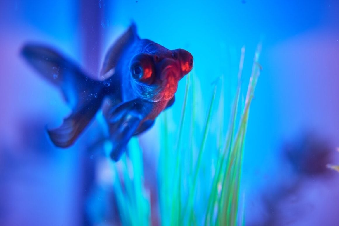 Dropsy Fish Disease - Symptoms, Prevention and Cure - The Aquarium Guide Dropsy Fish Disease - Symptoms, Prevention and Cure - The Aquarium Guide