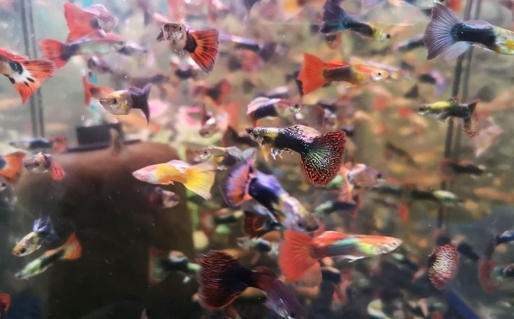 How to Breed Aquarium Fish for Profit | Best Fish to Breed | Fish ...
