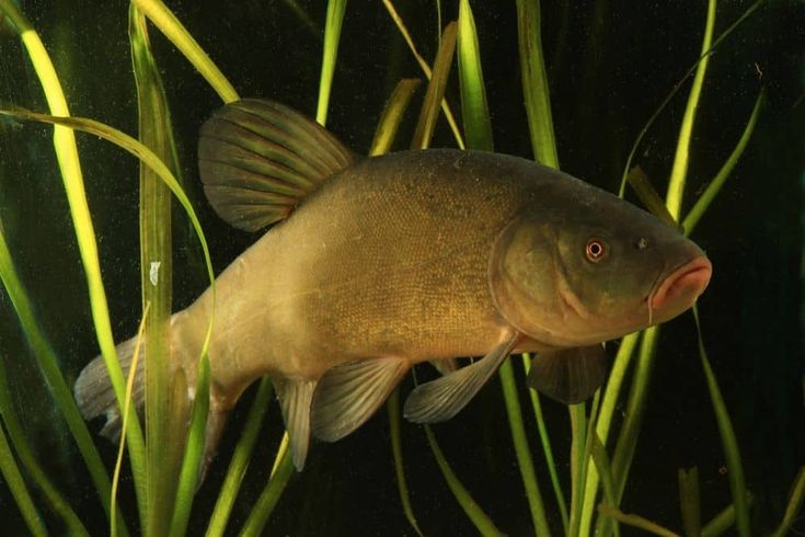 Best Coldwater Fish For Your Tank Or Pond | The Aquarium Adviser ...
