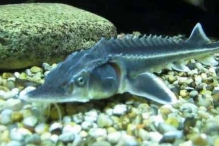 9 Best Coldwater Pond Fish for Your Tank or Pond