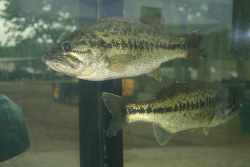 Fish Behavior Fish Behavior
