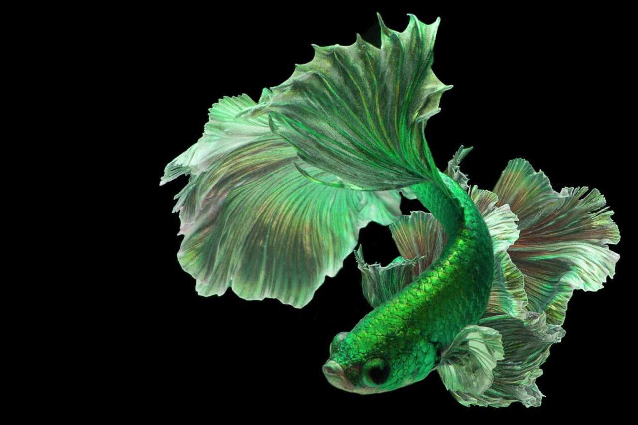 How to breed betta fish