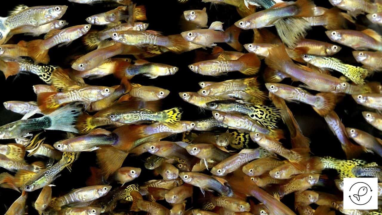 How Do You Breed Guppies How Do You Breed Guppies