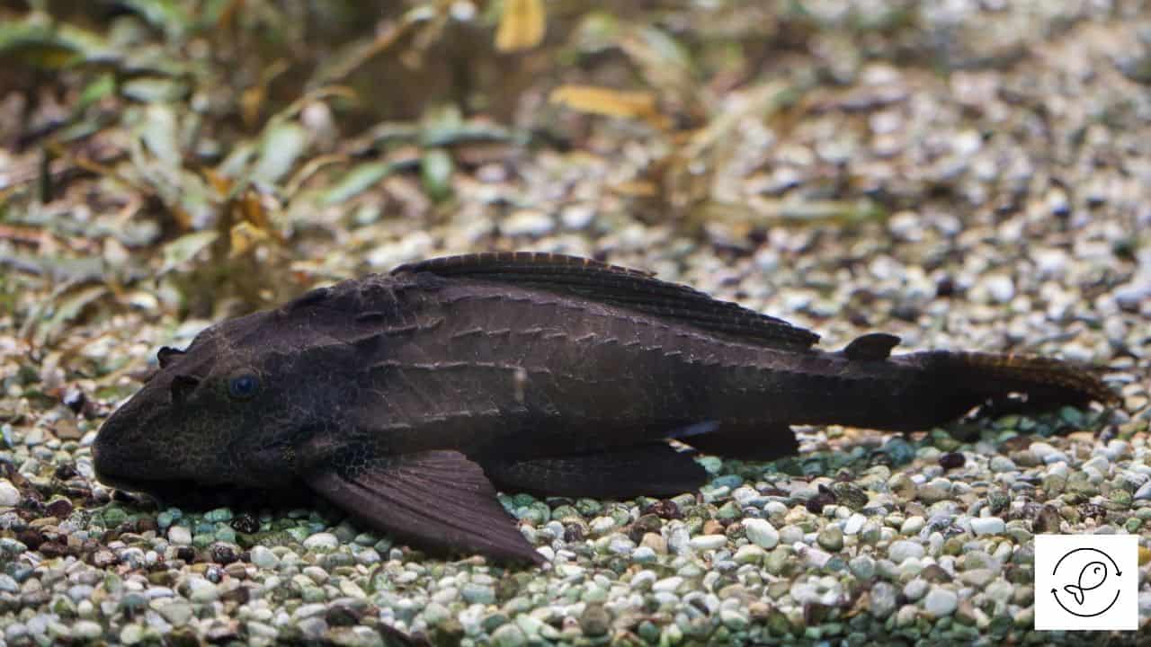 Pleco Care And Some Amazing Facts [The Ultimate Guide]