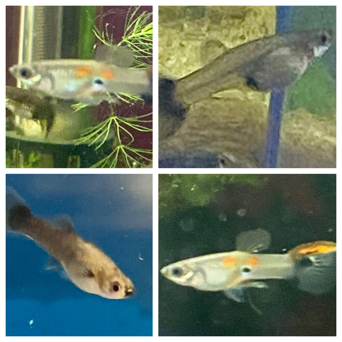 How to Breed Guppies Like Crazy! (Part 2) - HubPages How to Breed Guppies Like Crazy! (Part 2) - HubPages