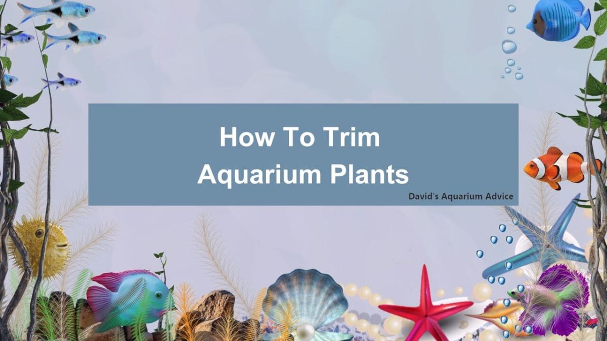 How to trim and replant aquarium plants - Fireplace aquarium How to trim and replant aquarium plants - Fireplace aquarium