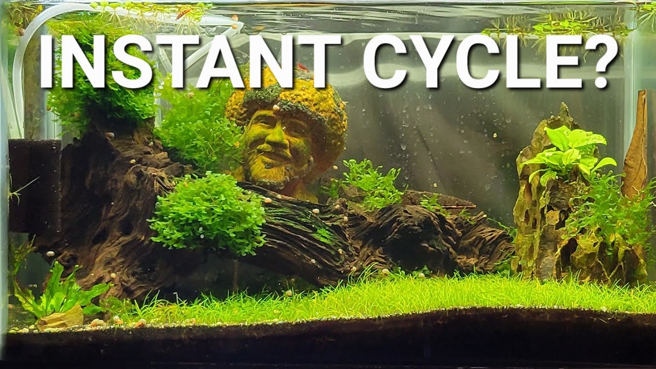 Can You Instantly Cycle An Aquarium? Fast Aquarium Cycling Explained ...