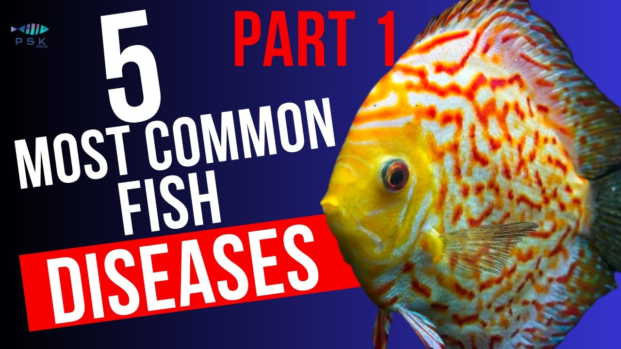 Common Fish Diseases and Treatments - Help Guides