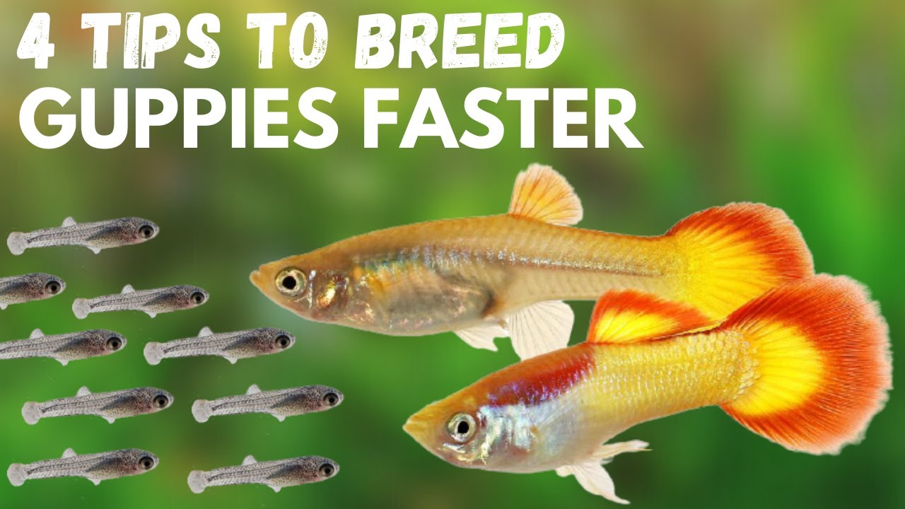 How Do You Breed Guppies How Do You Breed Guppies