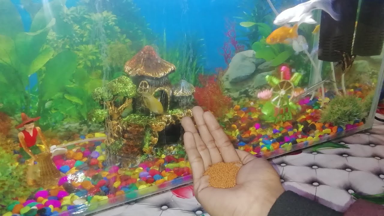 how to feed fish in new aquarium – HousePetsCare.com how to feed fish in new aquarium – HousePetsCare.com