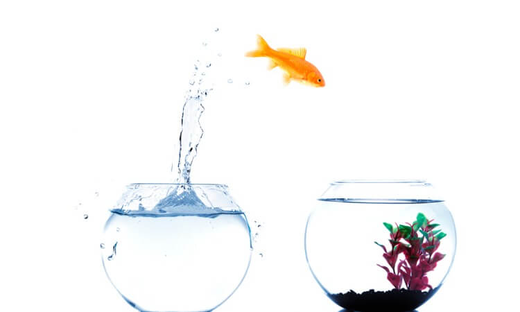 How To Cycle An Aquarium: The Beginner’s Guide | Pet Snap