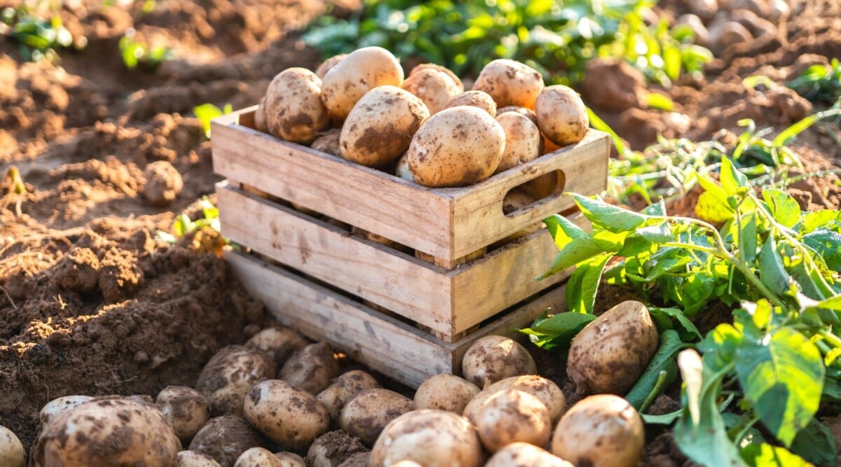 Potato Growth Stages: How Fast Do Potato Plants Grow? Potato Growth Stages: How Fast Do Potato Plants Grow?