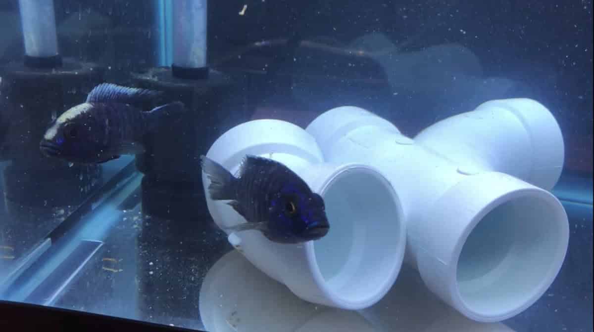 Preventing and Treating Parasites in Your Tropical Fish Tank - Kobi Pets