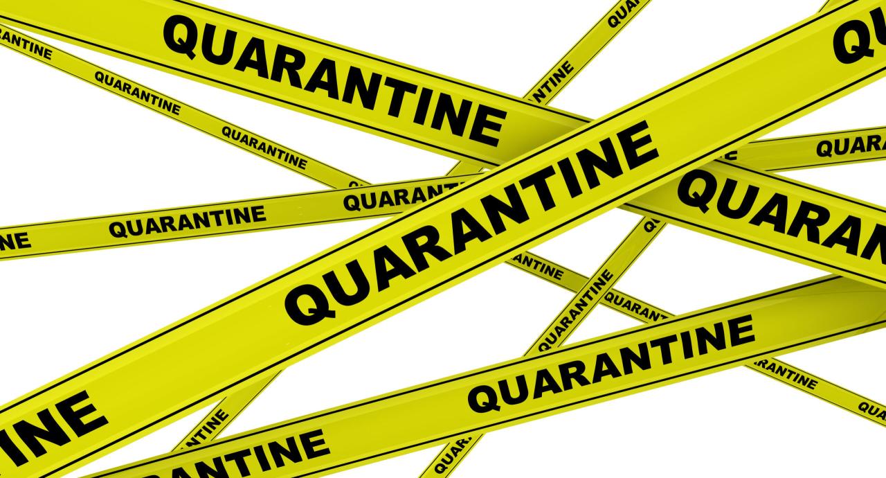 When Did The Quarantine Start 2024 Season - Nona Thalia When Did The Quarantine Start 2024 Season - Nona Thalia