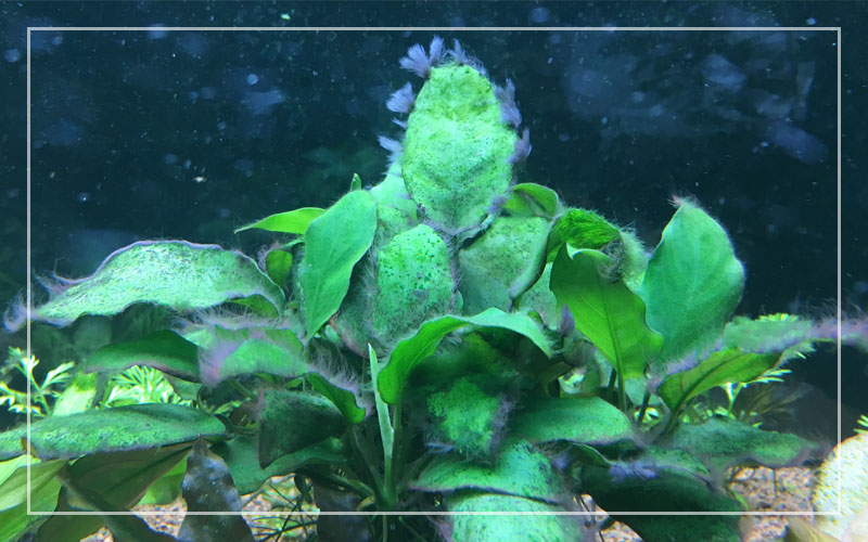 How to Remove Black Beard Algae from Your Aquarium? How to Remove Black Beard Algae from Your Aquarium?
