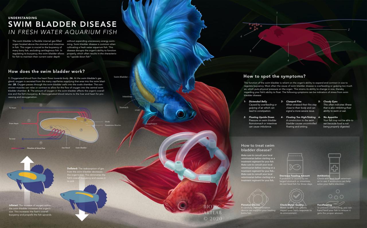 How to treat swim bladder disorder