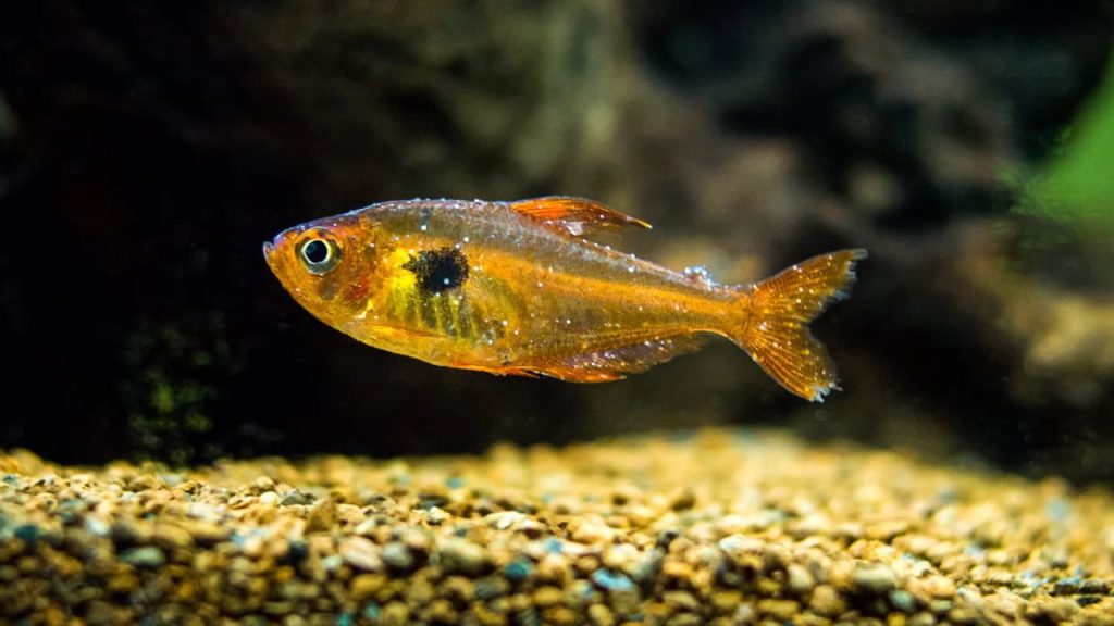 How to Save a Sick Fish in 4 Easy Steps - Fish Vet