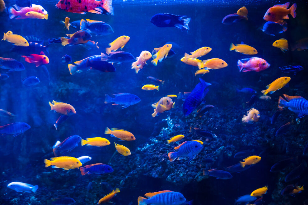 Five easy to breed cichlids - Help Guides