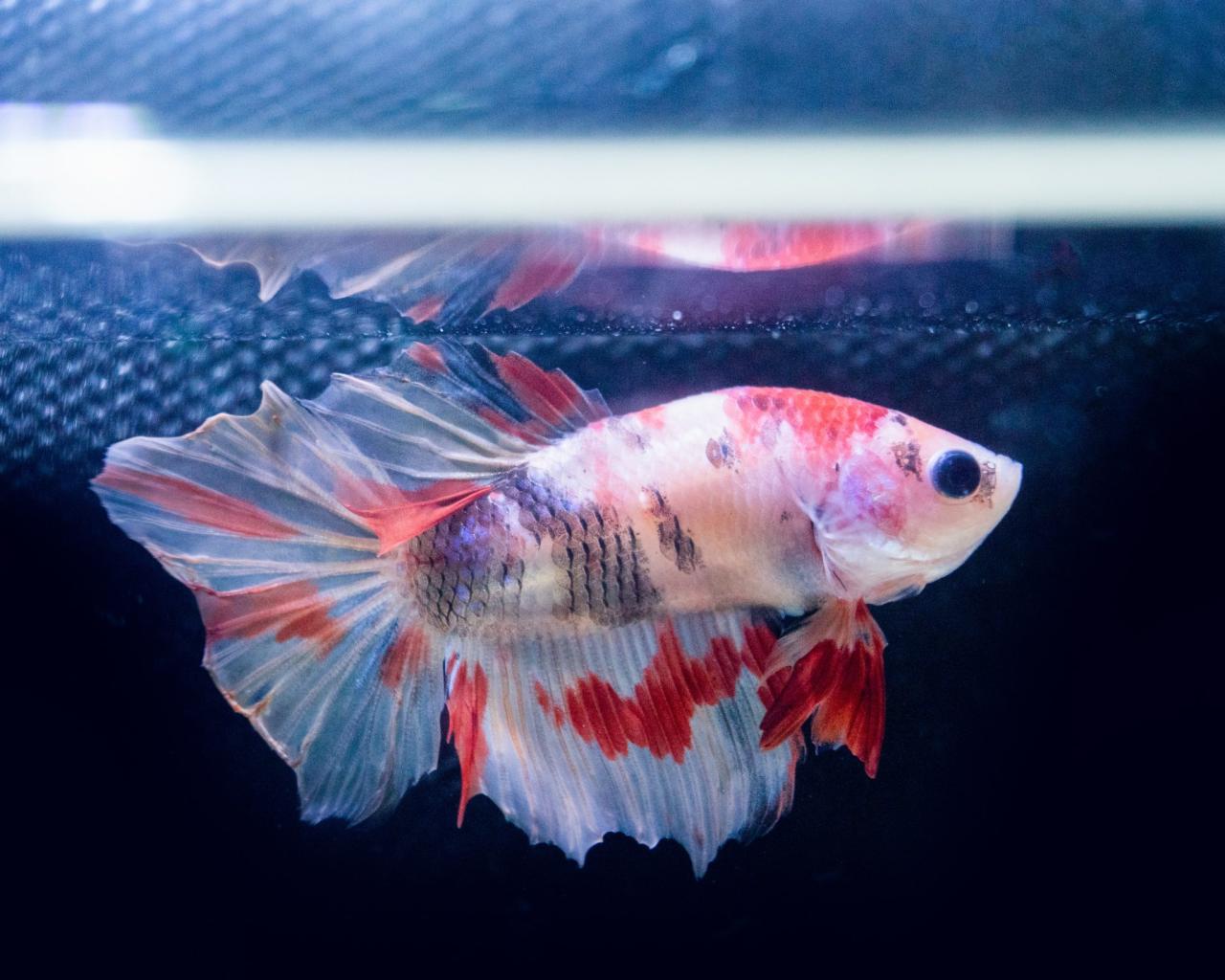 Struggling With Dropsy? How To Treat Dropsy Fast | Fishkeeping Advice Struggling With Dropsy? How To Treat Dropsy Fast | Fishkeeping Advice