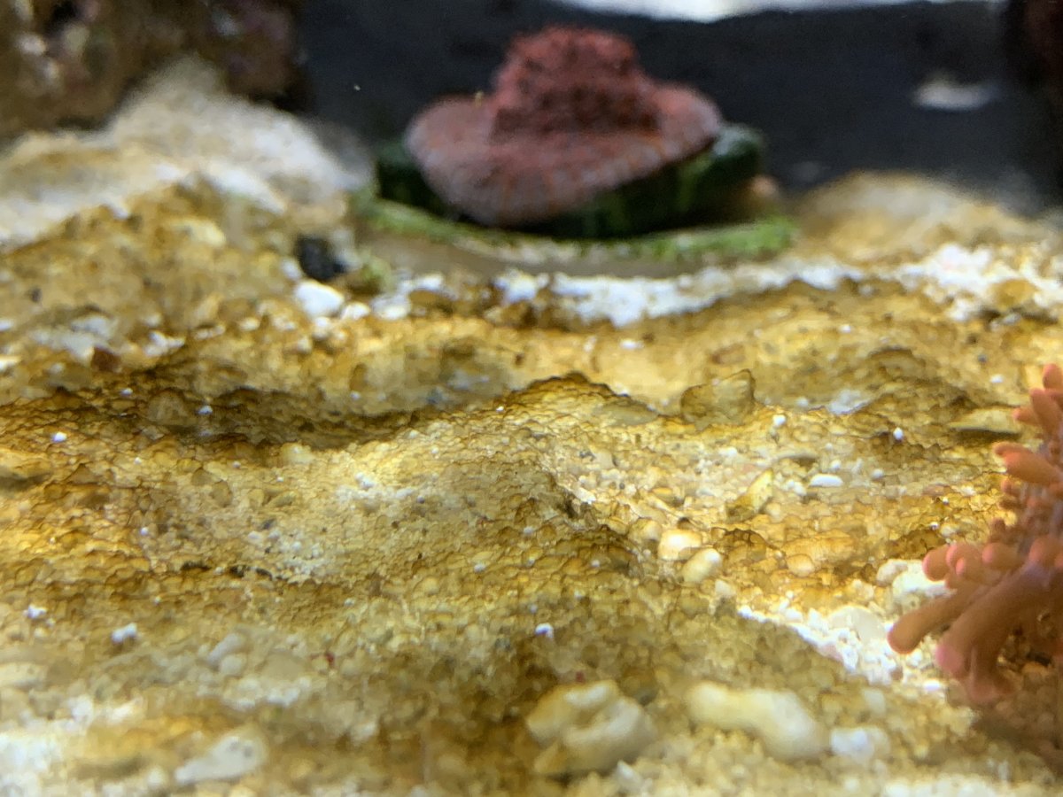 How To Remove Brown Algae From Sand