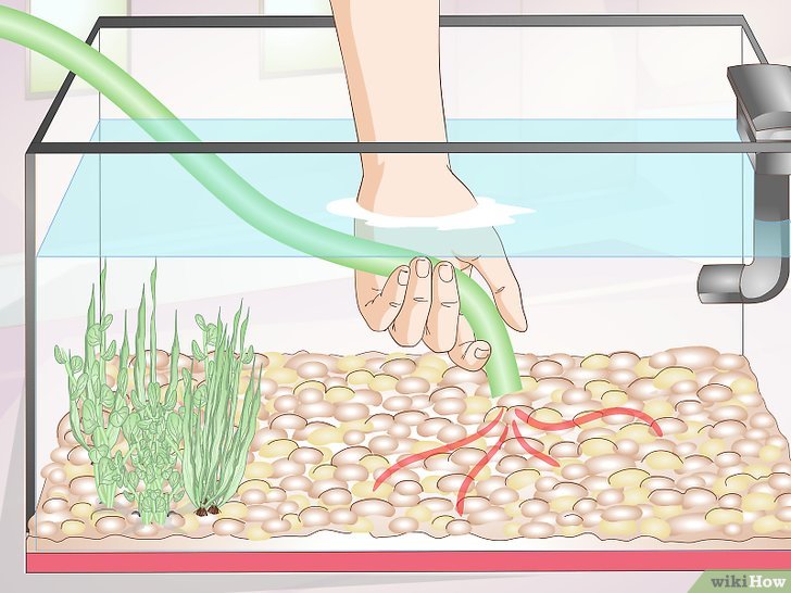 How to Empty an Aquarium: 13 Steps (with Pictures) - wikiHow How to Empty an Aquarium: 13 Steps (with Pictures) - wikiHow