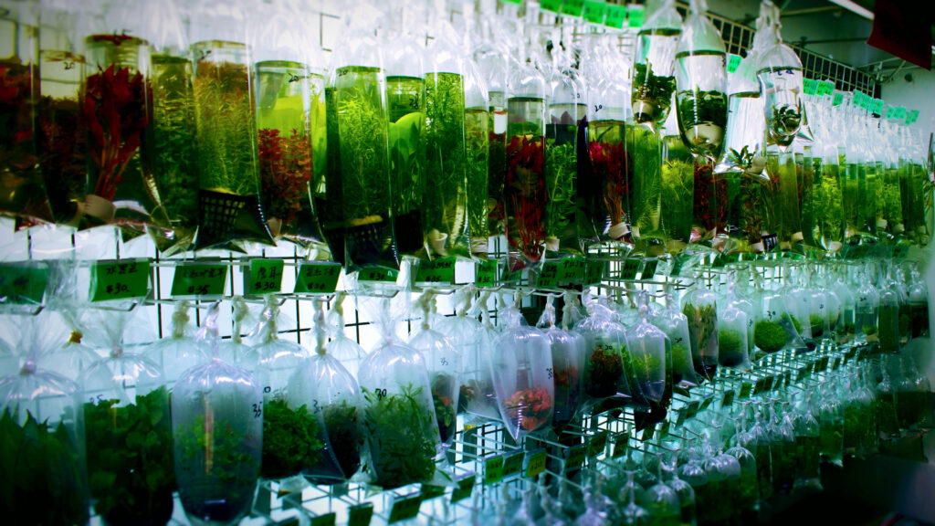 Which Aquarium Plants Can Oxygenate The Water? - Chibi-Aquarium